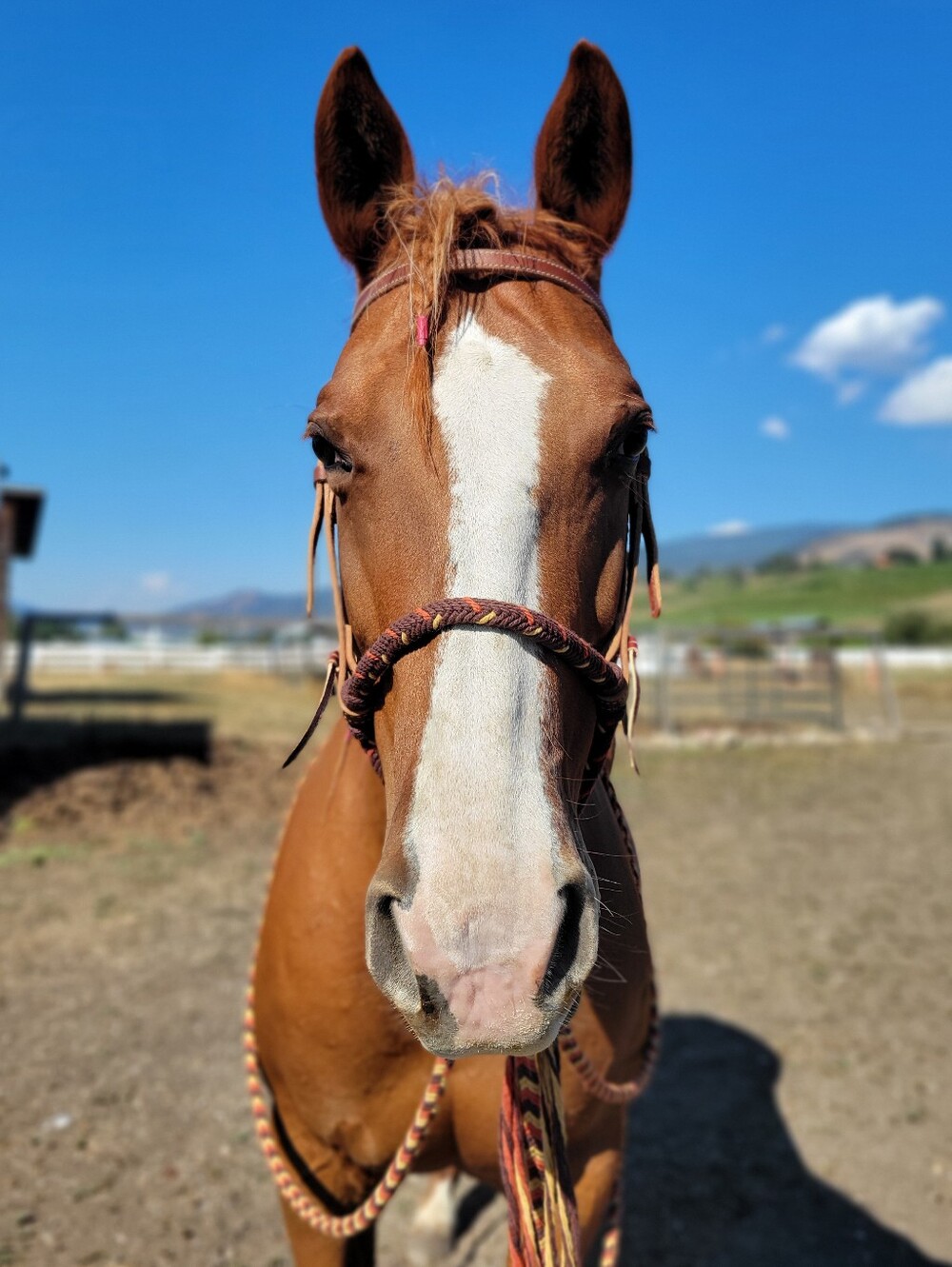 Loping Hackamore - Picture 8 of 8